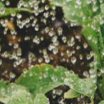 The Communal Garden: Water-wise Gardens