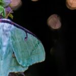 Midnight Mothing at the Conservatory