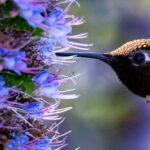 Hummingbird Walk & Talk