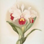 Drawing Orchids on Toned Paper