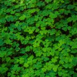 The Communal Garden: Cover Crops