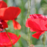 2026 Cocktails at the Conservatory – Petals & Prosecco