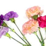 Flowers for Mom: A Mother’s Day Celebration