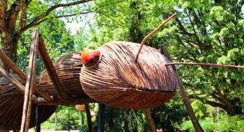 David Rogers: Big Bugs