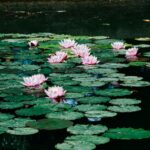 A Midsummer Lily Pond