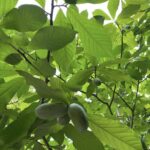 Pawpaw: Ancient Fruit, Modern Treat