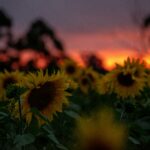 Wildflowers at Golden Hour