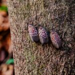 The Communal Garden: Pest Pairs