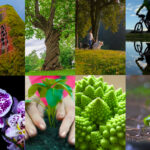 Where Wonder Grows: The Nature of Connection