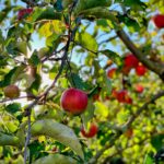 The Communal Garden: Garden Like A Forest