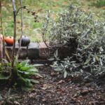 Fall for Spring – CANCELED