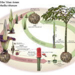 Life Cycle of Titan Arum